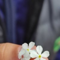 Цветы от сына :: Aleksandra Chochaeva Цветы от сына :: Aleksandra Chochaeva