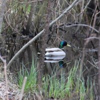 Селезень :: Елена Минина Селезень :: Елена Минина