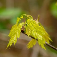 Первые шаги... :: Николай Гирш