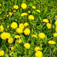 Одуванчиковое время :: Светлана 
