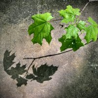 Две ветки… :: Любовь Две ветки… :: Любовь