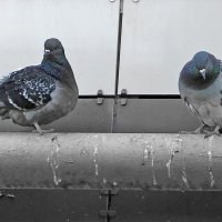 Посиделки на газовой трубе :: Светлана 