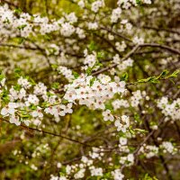 *** :: Дмитрий Лупандин *** :: Дмитрий Лупандин