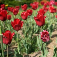 Тюльпаны :: Лютый Дровосек