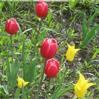 Тюльпаны :: Дмитрий Никитин