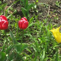 Два плюс один :: Дмитрий Никитин