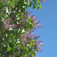 Вот и снова сиреневый май :: Дмитрий Никитин