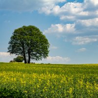 Рапсовое поле :: Lucy Schneider Рапсовое поле :: Lucy Schneider