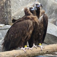 Черные грифы :: <<< Наташа >>>