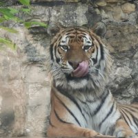 Амурский тигр :: <<< Наташа >>> Амурский тигр :: <<< Наташа >>>