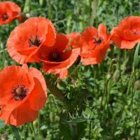 Танцуют маки на ветру... :: Надежда Куркина 