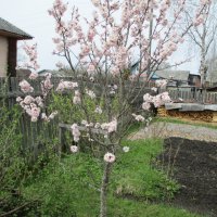 Абрикос :: Сергей Кирилловский