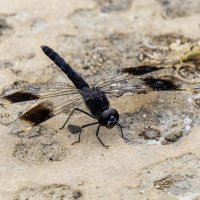 Brachythemis leucosticta. :: Alexander Amromin