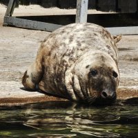 Тюлень :: <<< Наташа >>> Тюлень :: <<< Наташа >>>