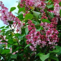 Сирении цвет (4) :: Елена Пономарева