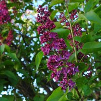 Сирени цвет (1) :: Елена Пономарева