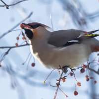 Свиристель. :: Виктор Иванович Чернюк