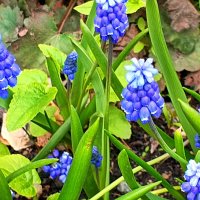 Мускари :: Любовь Сахарова