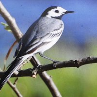 Трясогузка :: Людмила Смородинская Трясогузка :: Людмила Смородинская