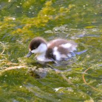 Утёнок огаря :: Константин Анисимов