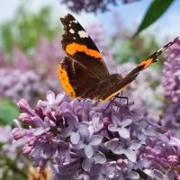 Лучами греет тёплый день, летают бабочки порхая..... :: Валентина Богатко Лучами греет тёплый день, летают бабочки порхая..... :: Валентина Богатко