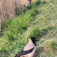 Ворона на берегу озера. :: Ольга 