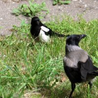 Может подружимся! :: Ирина Олехнович