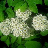 В месяце мае :: Елена Семигина В месяце мае :: Елена Семигина