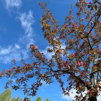 Весна ступает горделиво… :: Ольга Довженко