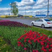 Поляна тюльпанов в городе :: Александр Синдерёв