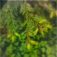 Капля :: AZ east3