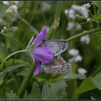 *** :: Aleksandr Gal