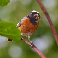 Обыкновенная горихвостка :: Александр Посошенко