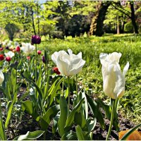 ******* :: Валерия Комова ******* :: Валерия Комова