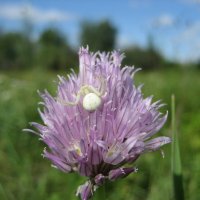 Цветочный паук :: Anna Ivanova Цветочный паук :: Anna Ivanova