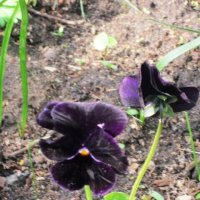 Необычный цвет :: Дмитрий Никитин