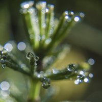 в капельках :: Lyubov Busova