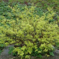 Весенний этюд :: Рита Симонова