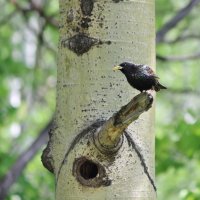 у гнезда скворец :: Ольга Гомзина