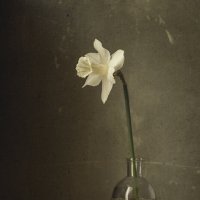 Нарцисс :: Максим Вышарь