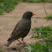 * :: Nikolai 888 * :: Nikolai 888