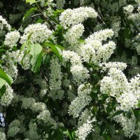 Весна :: kudrni Кудрявцева