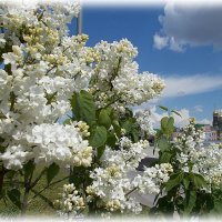Pro белую сирень :: Alisia La DEMA