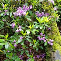 РОДОДЕНДРОНОВЫЙ ЛЕС :: Tata Wolf