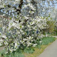 ...расцвела под окошком, белоснежная вишня... :: Надежда Куркина ...расцвела под окошком, белоснежная вишня... :: Надежда Куркина