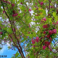 Акация розовая :: Нина Бутко