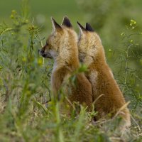 Ожидание :: Валерий Черняк