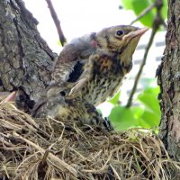 Первый к полету готов! :: Александр Чеботарь Первый к полету готов! :: Александр Чеботарь