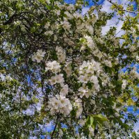 Теплом и нежностью окутан майский день :: Дмитрий Костоусов