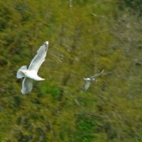 серебристая чайка и речная крачка :: gawrilа - dan